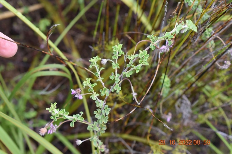 Indigofera alopecuroides photo 8