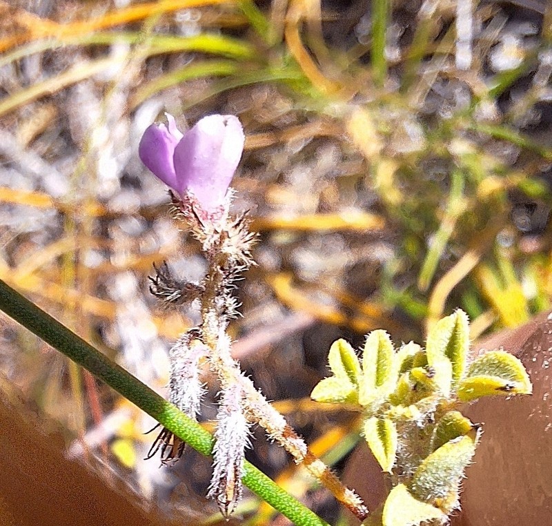 Indigofera alopecuroides var. alopecuroides