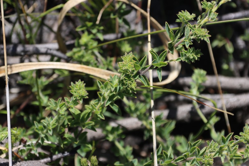 Indigofera alopecuroides var. alopecuroides photo 2