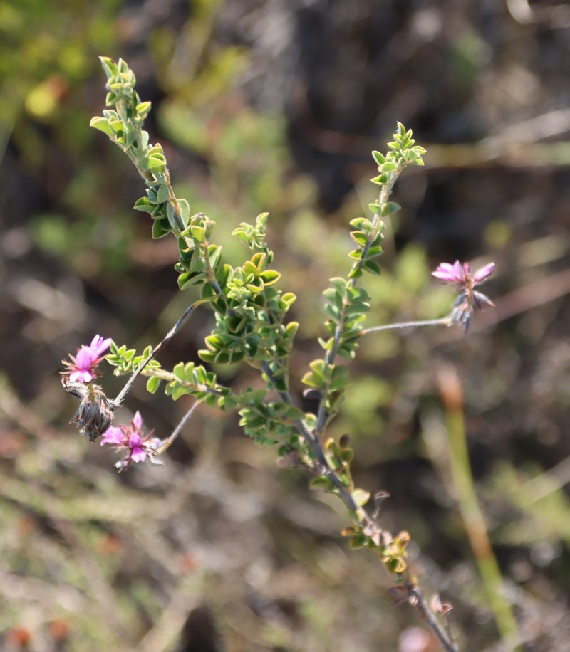 Indigofera alopecuroides var. alopecuroides photo 3
