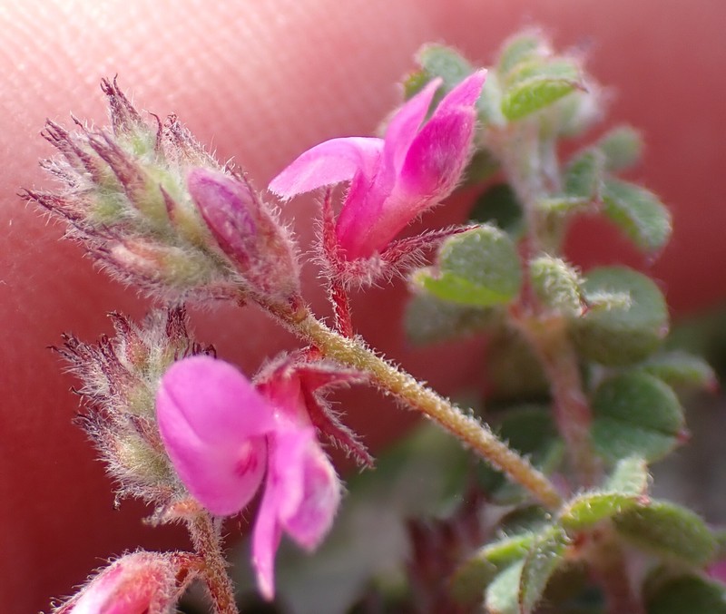 Indigofera alopecuroides var. minor