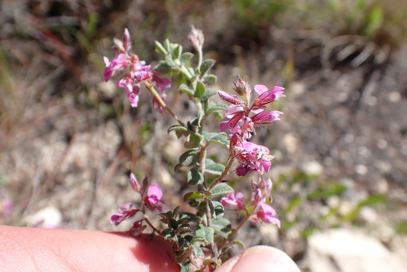 Indigofera alopecuroides var. minor photo 2