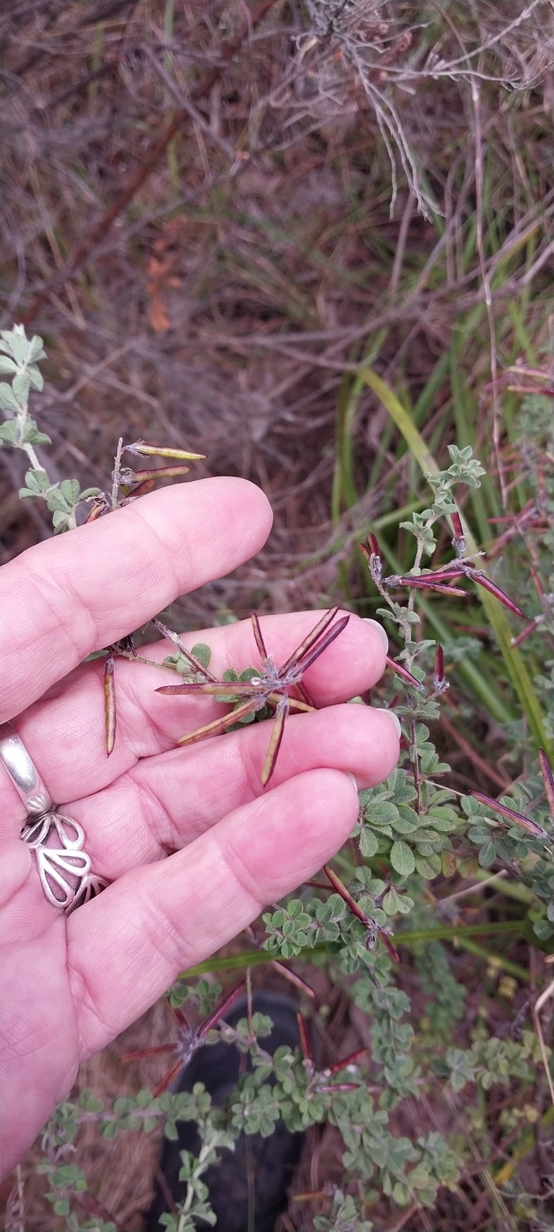 Indigofera alopecuroides var. minor photo 3