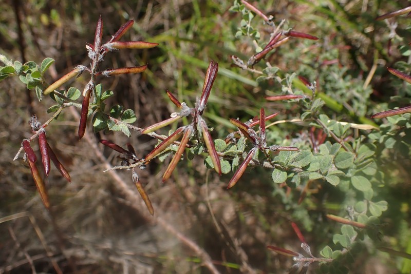 Indigofera alopecuroides var. minor photo 4