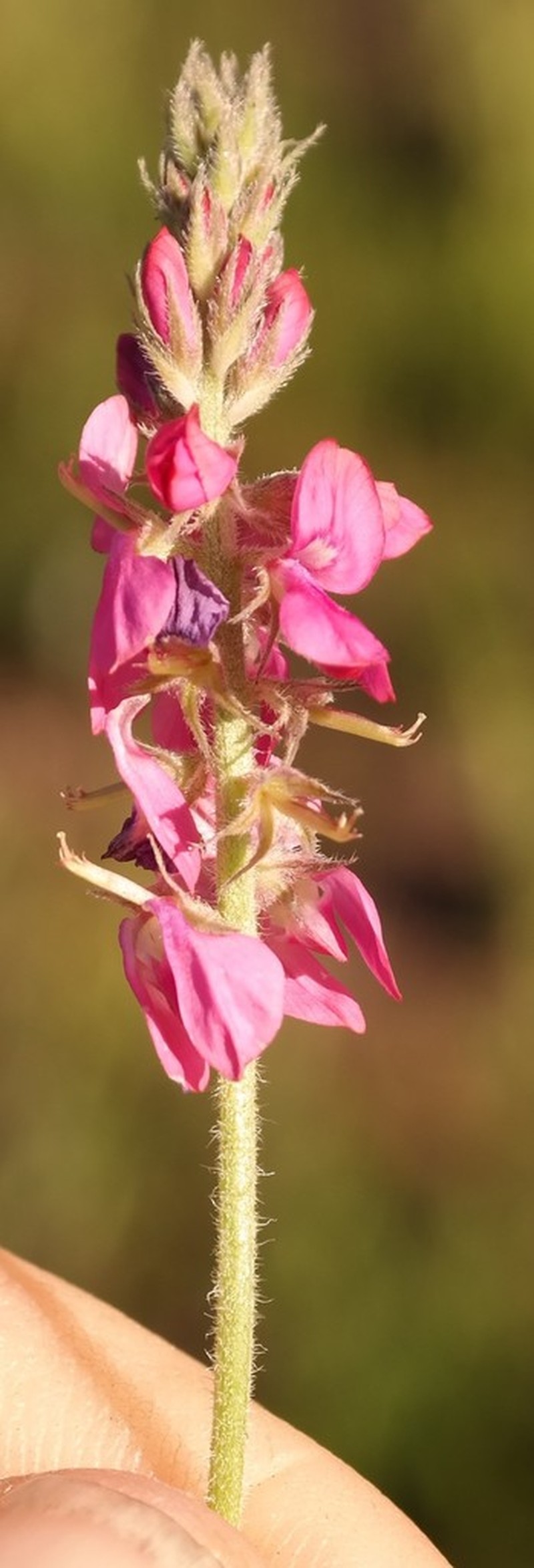 Indigofera alpina
