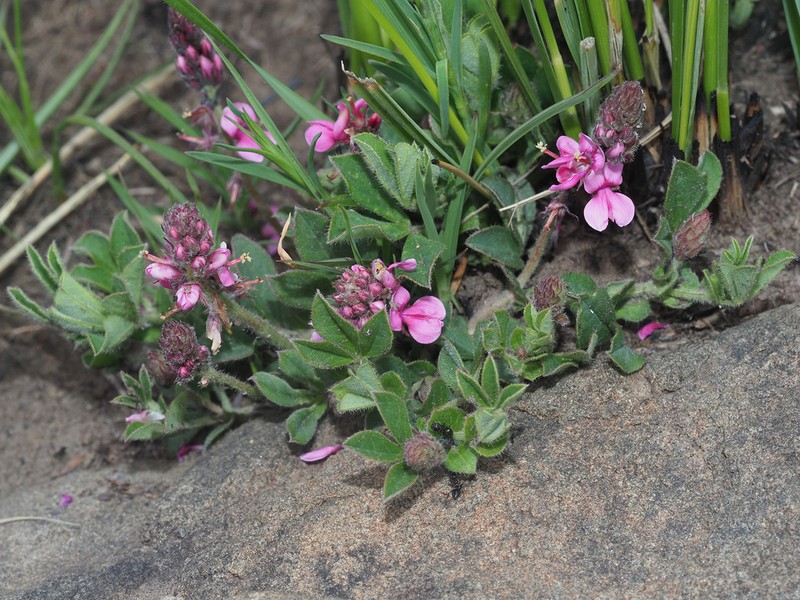 Indigofera alpina photo 2