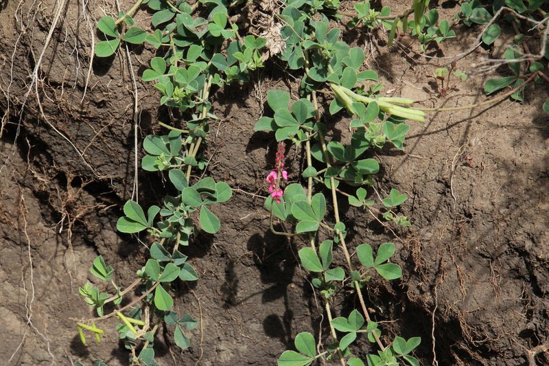 Indigofera alpina photo 3