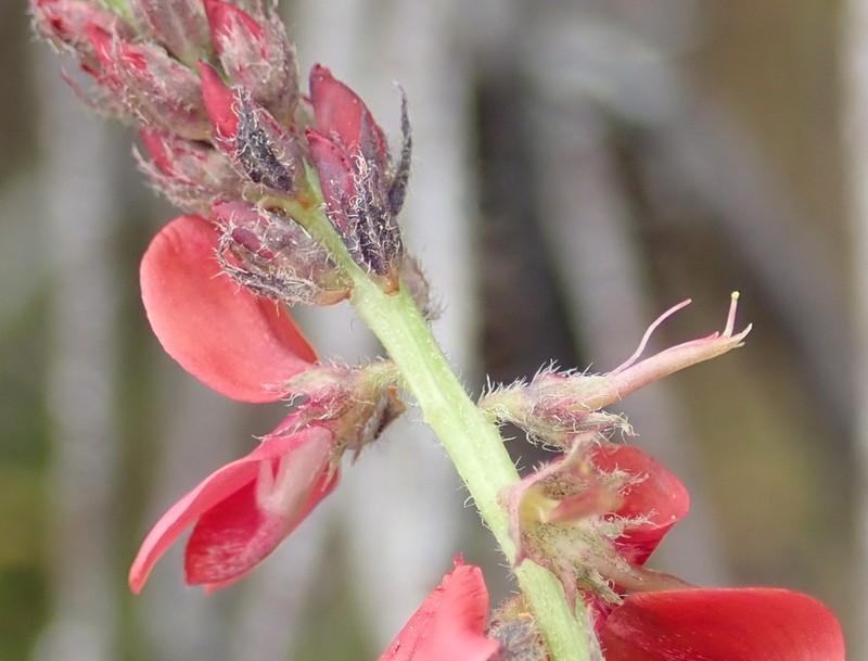 Indigofera alpina photo 4