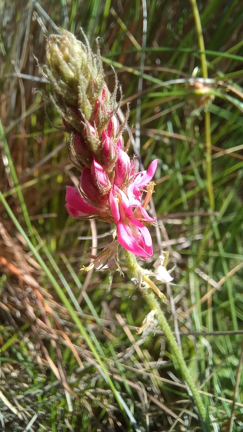 Indigofera alpina photo 5