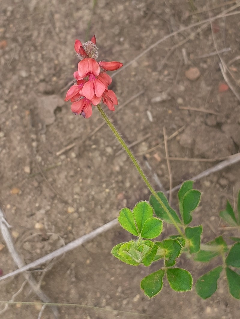 Indigofera alpina photo 6