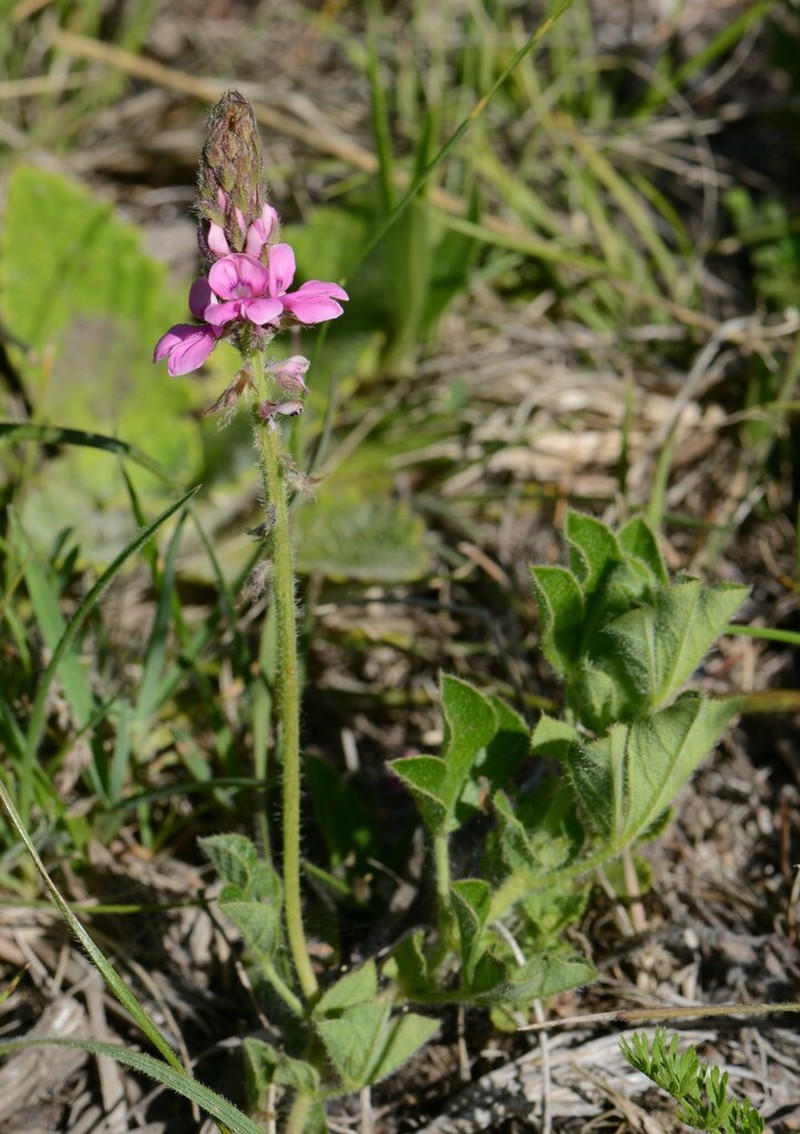 Indigofera alpina photo 7