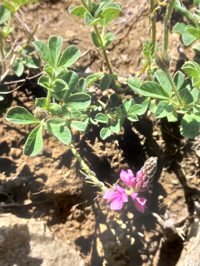 Indigofera alpina photo 8