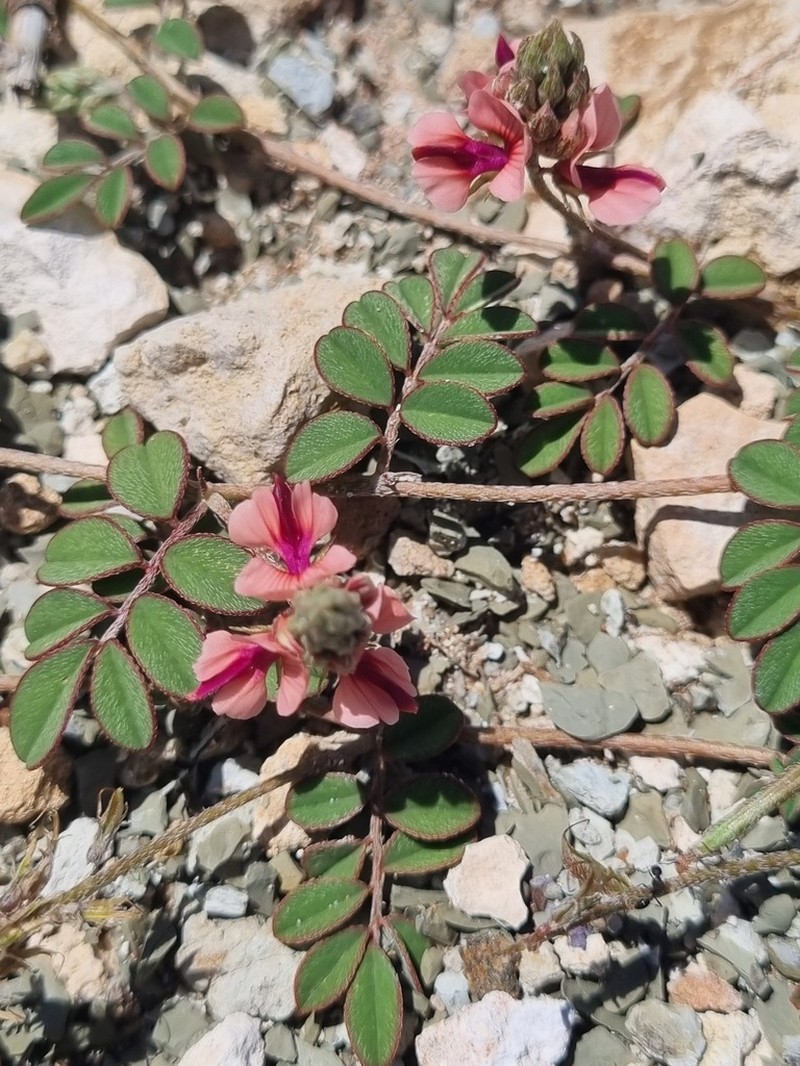 Indigofera alternans