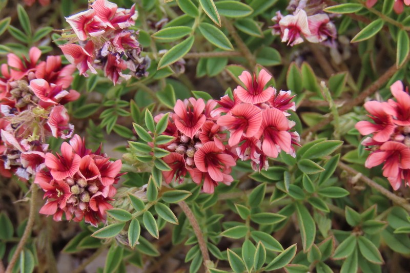 Indigofera alternans photo 2