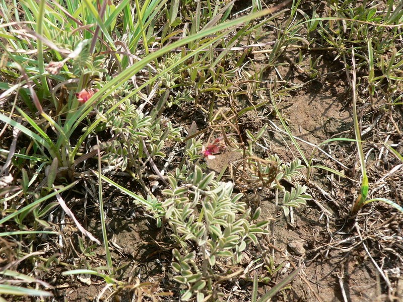 Indigofera alternans photo 3