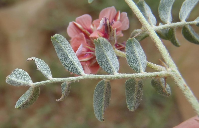 Indigofera alternans photo 4