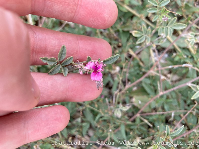Indigofera alternans photo 5