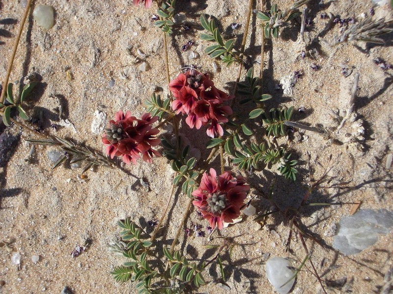 Indigofera alternans photo 6