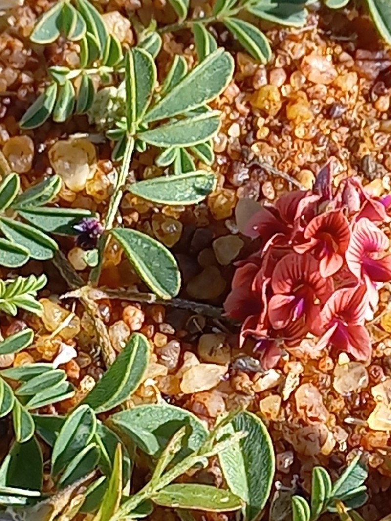 Indigofera alternans photo 7