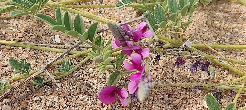 Indigofera alternans photo 8