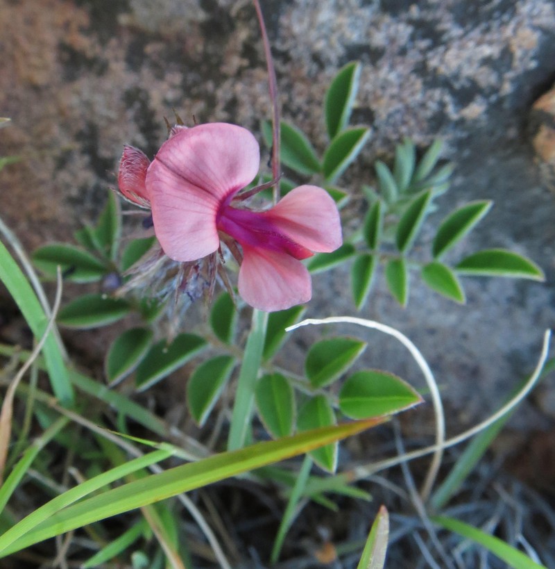 Indigofera alternans var. alternans