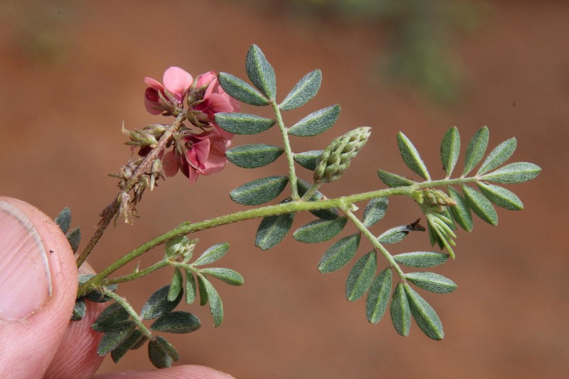 Indigofera alternans var. alternans photo 2