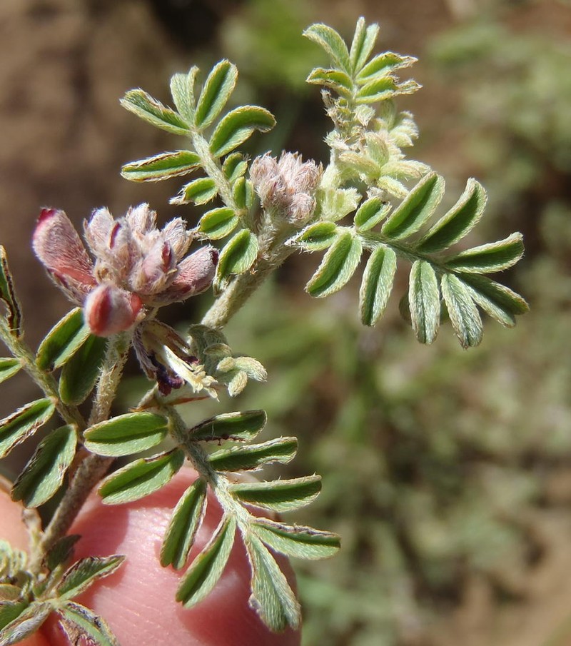 Indigofera alternans var. alternans photo 3