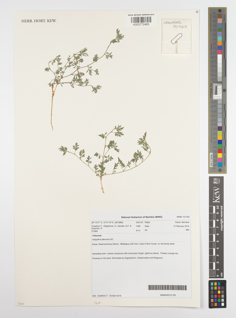 Indigofera alternans var. alternans photo 4