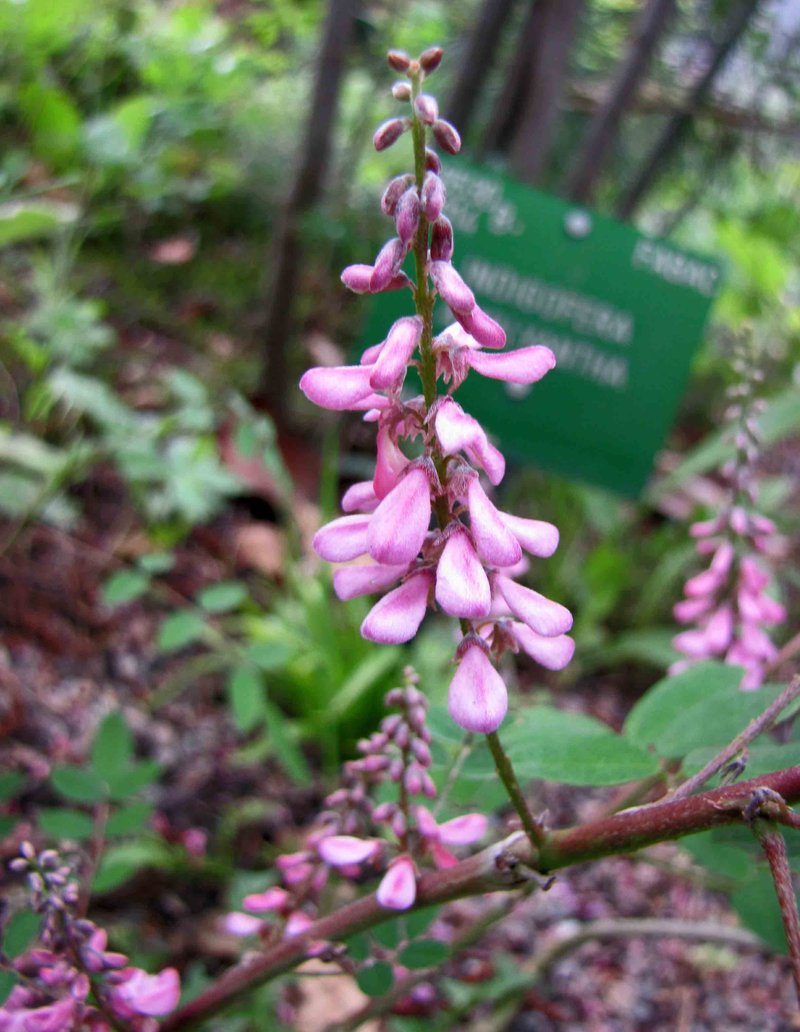 Indigofera amblyantha