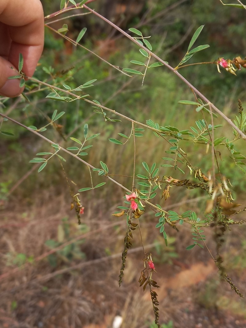 Indigofera amitina