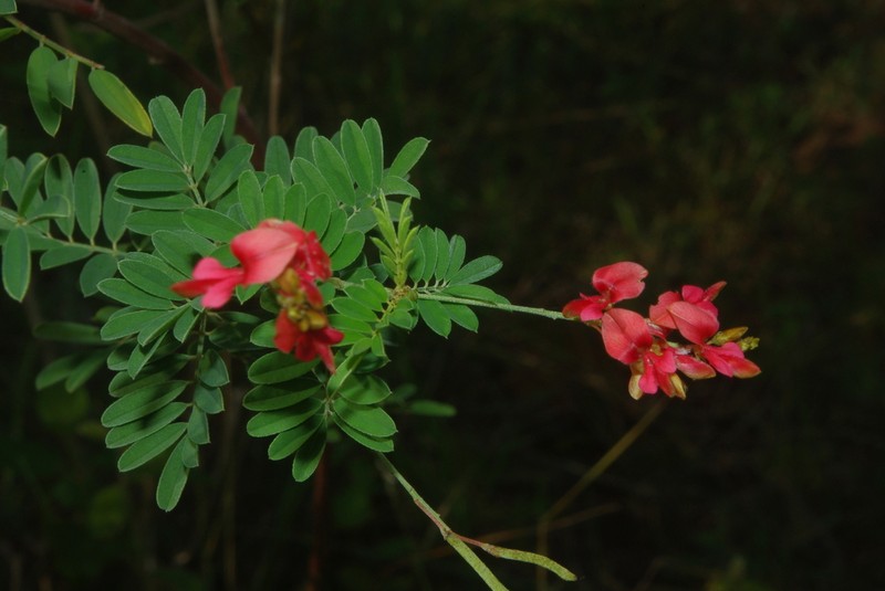 Indigofera amitina photo 2