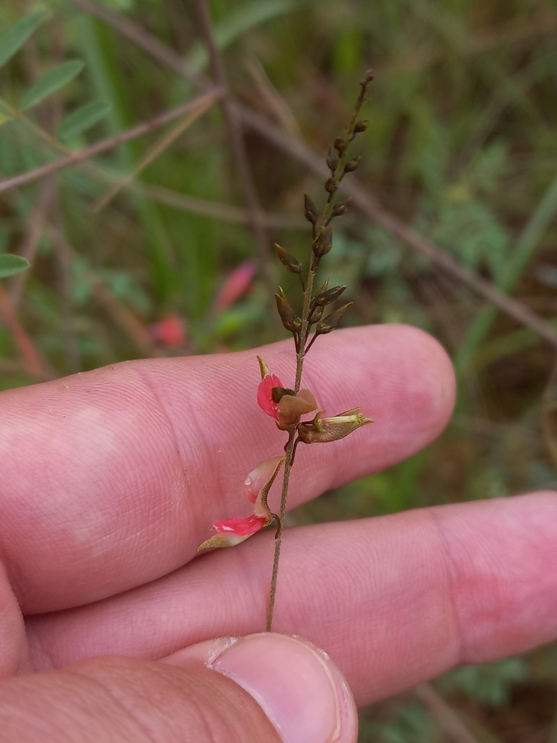 Indigofera amitina photo 3