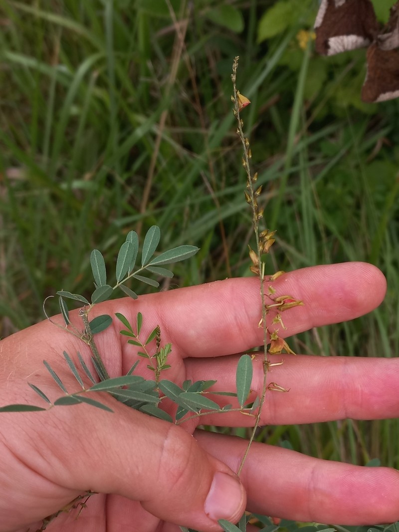 Indigofera amitina photo 4