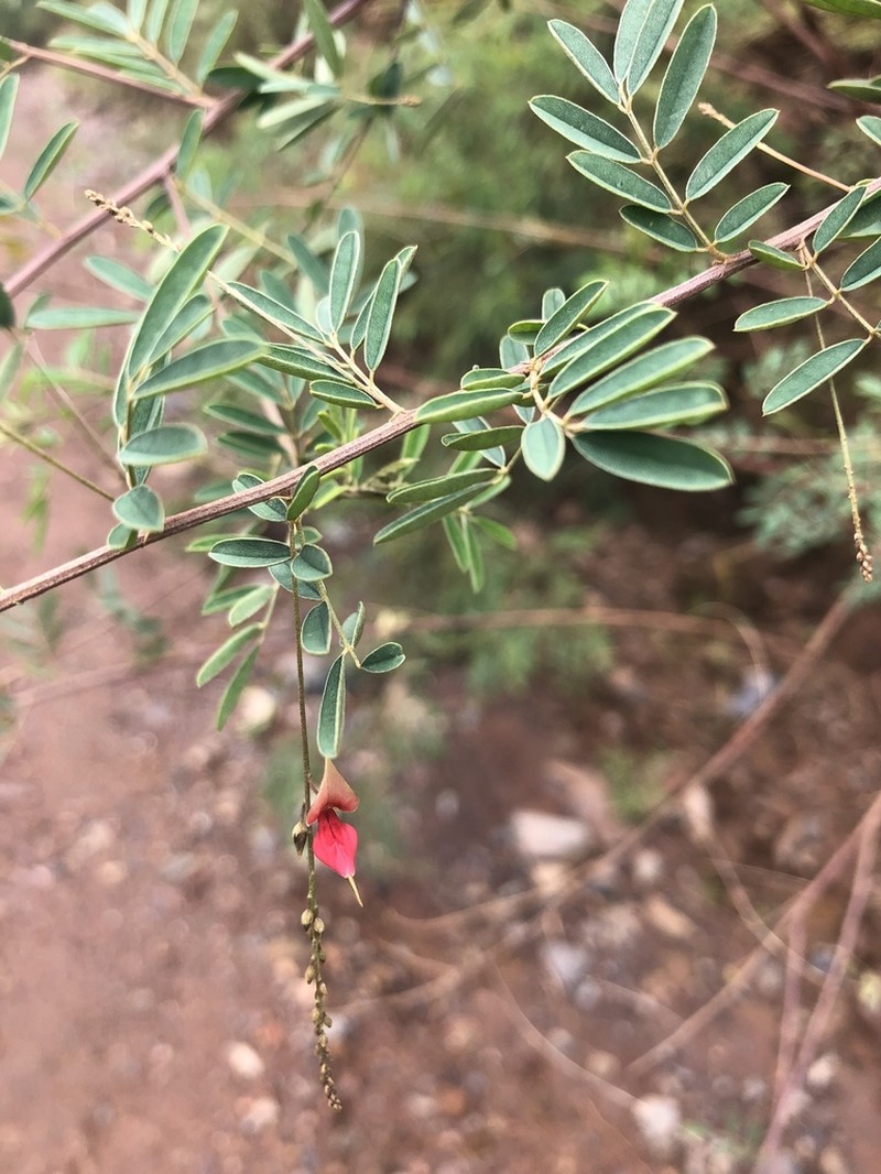 Indigofera amitina photo 5
