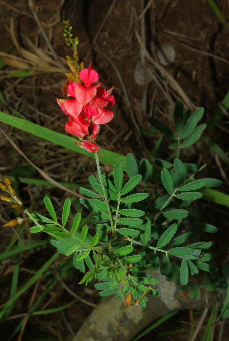 Indigofera amitina photo 6