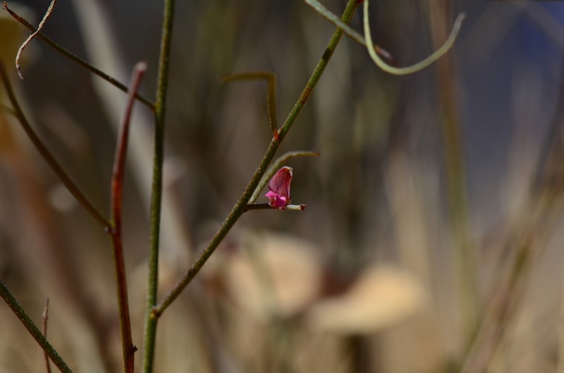 Indigofera ammobia photo 3