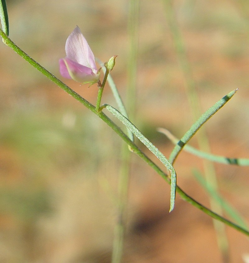 Indigofera ammobia photo 4