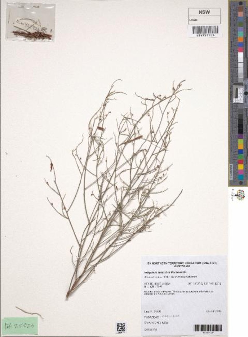 Indigofera ammobia photo 5