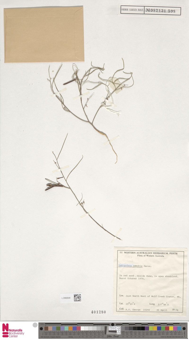 Indigofera ammobia photo 6