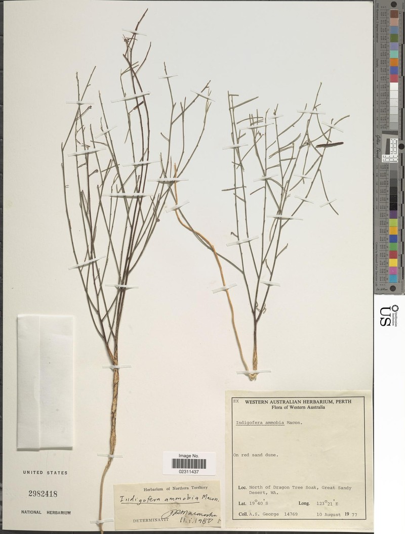 Indigofera ammobia photo 7