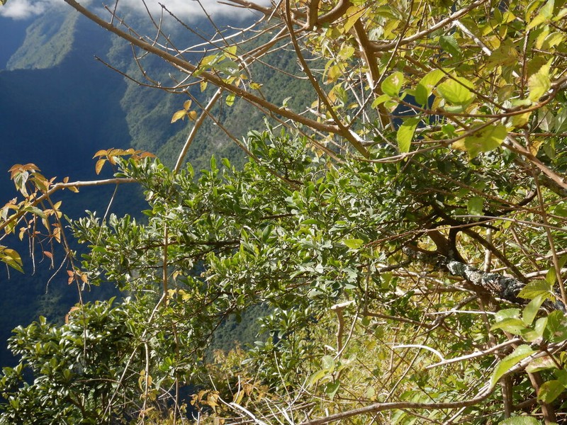 Indigofera ammoxylon