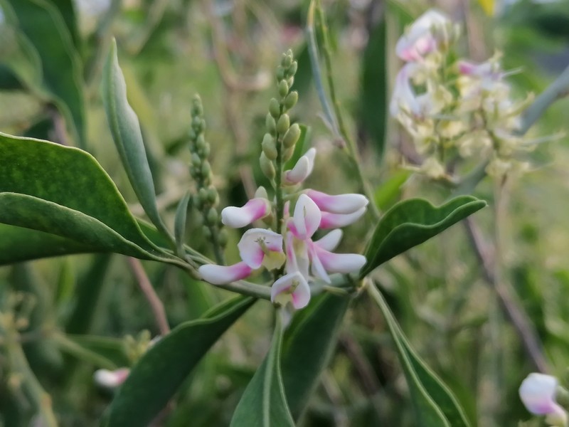 Indigofera ammoxylon photo 2