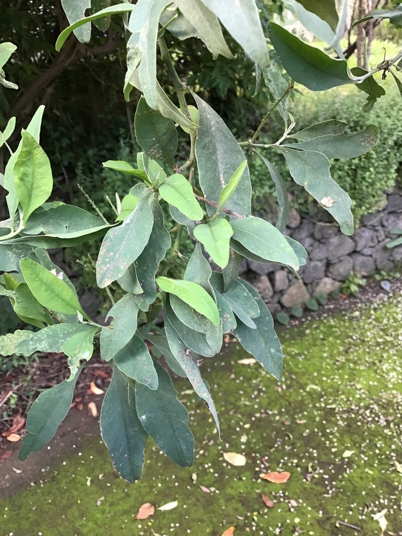 Indigofera ammoxylon photo 3