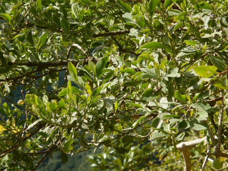Indigofera ammoxylon photo 4