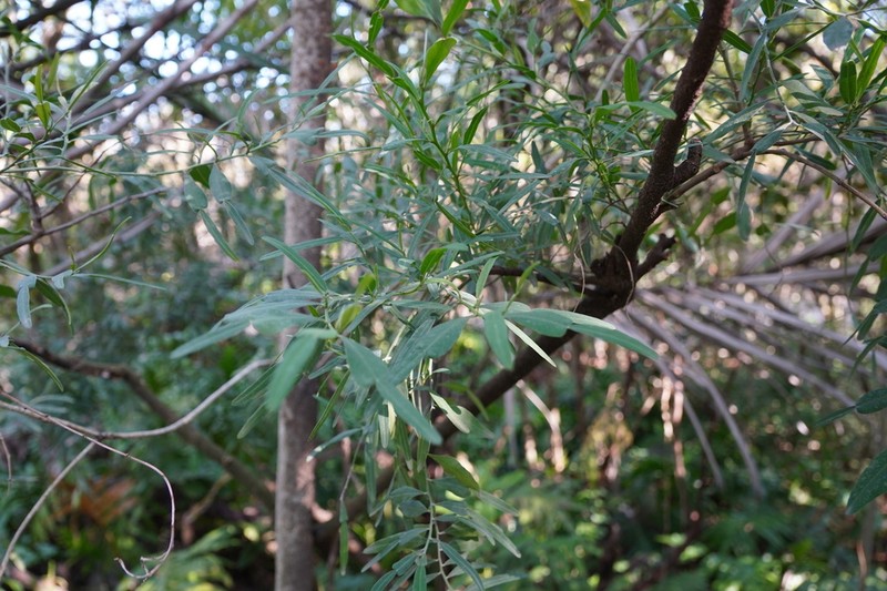 Indigofera ammoxylon photo 5