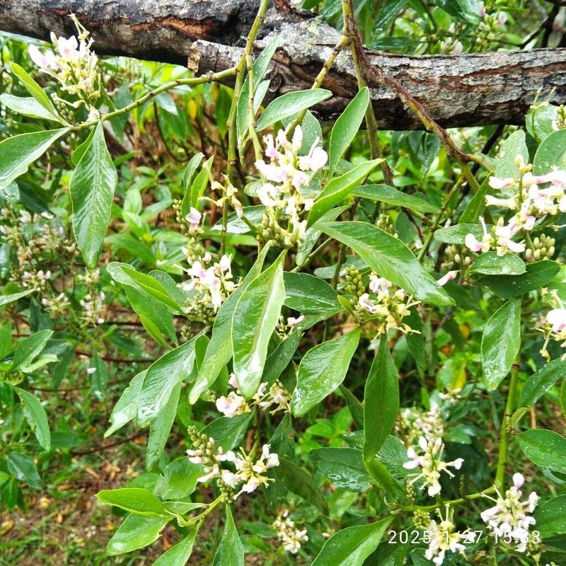 Indigofera ammoxylon photo 6