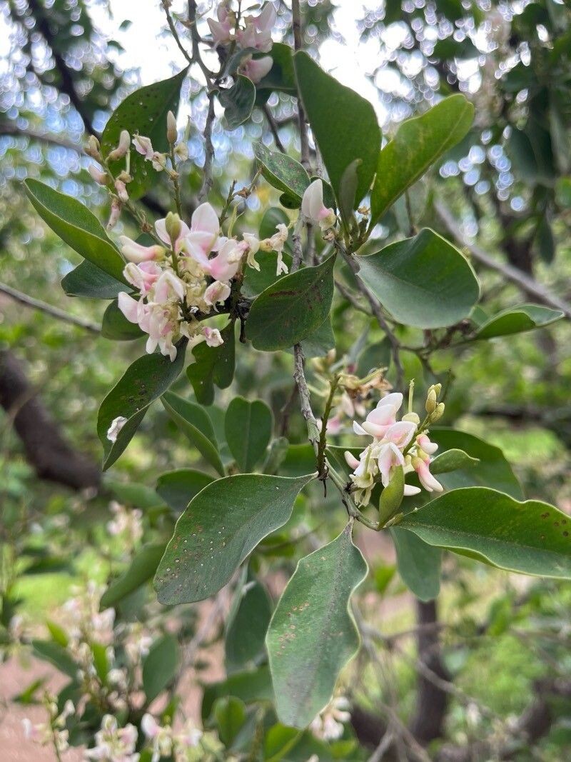 Indigofera ammoxylon photo 7