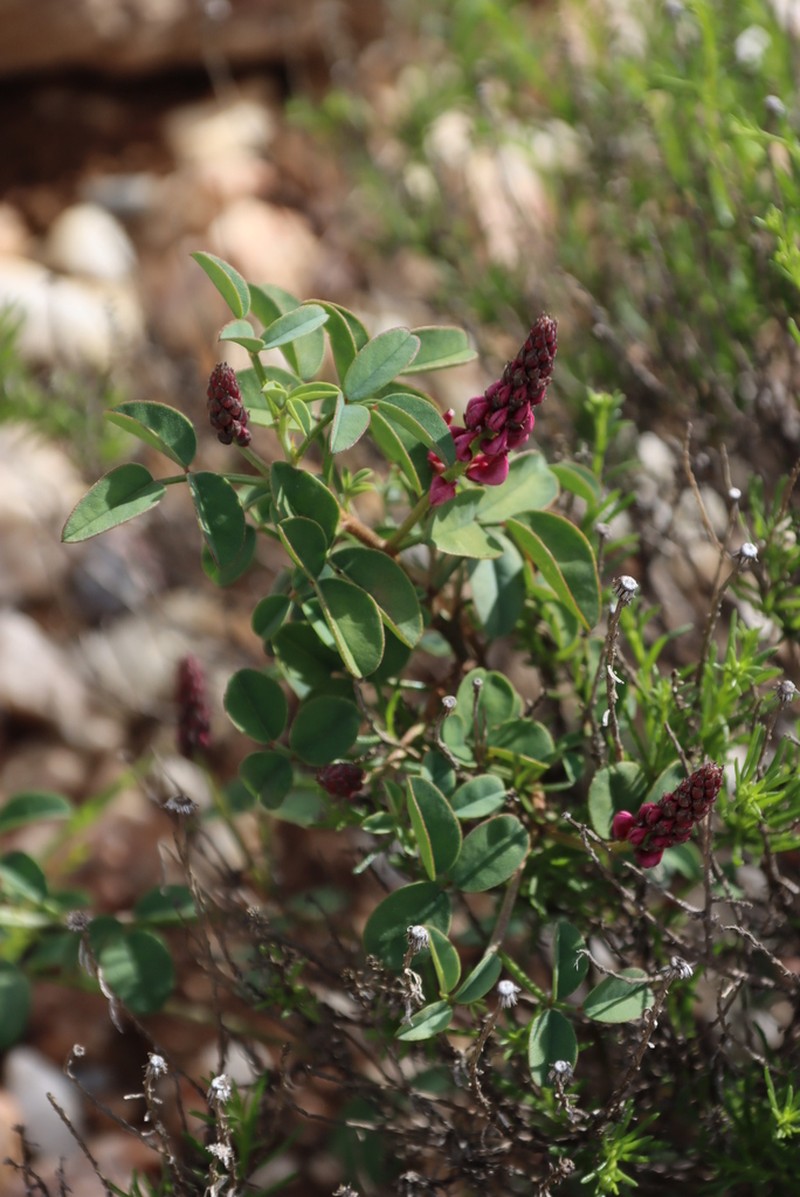 Indigofera amoena