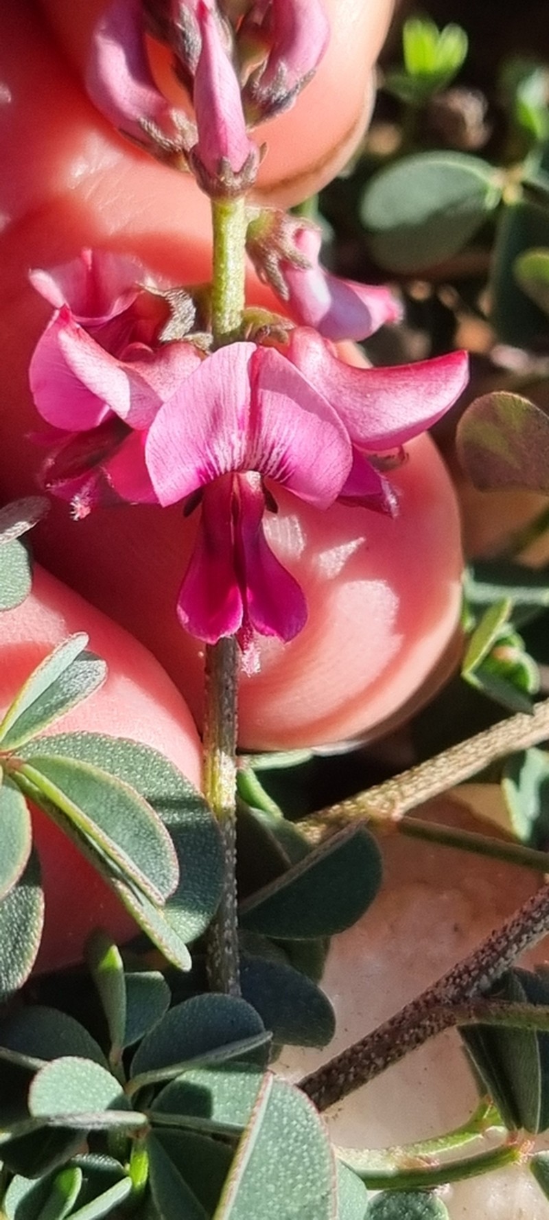 Indigofera amoena photo 2
