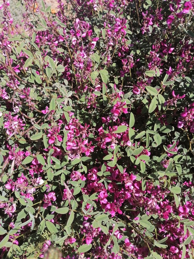 Indigofera amoena photo 3